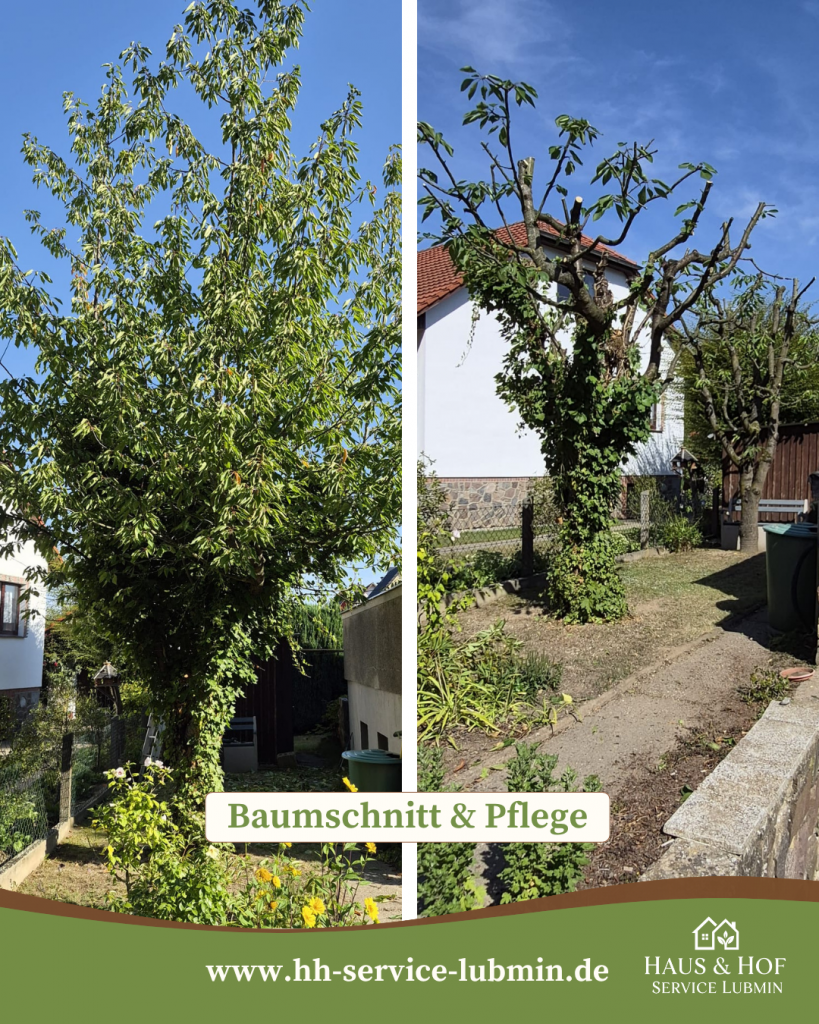🌳 Baumschnitt & Pflege